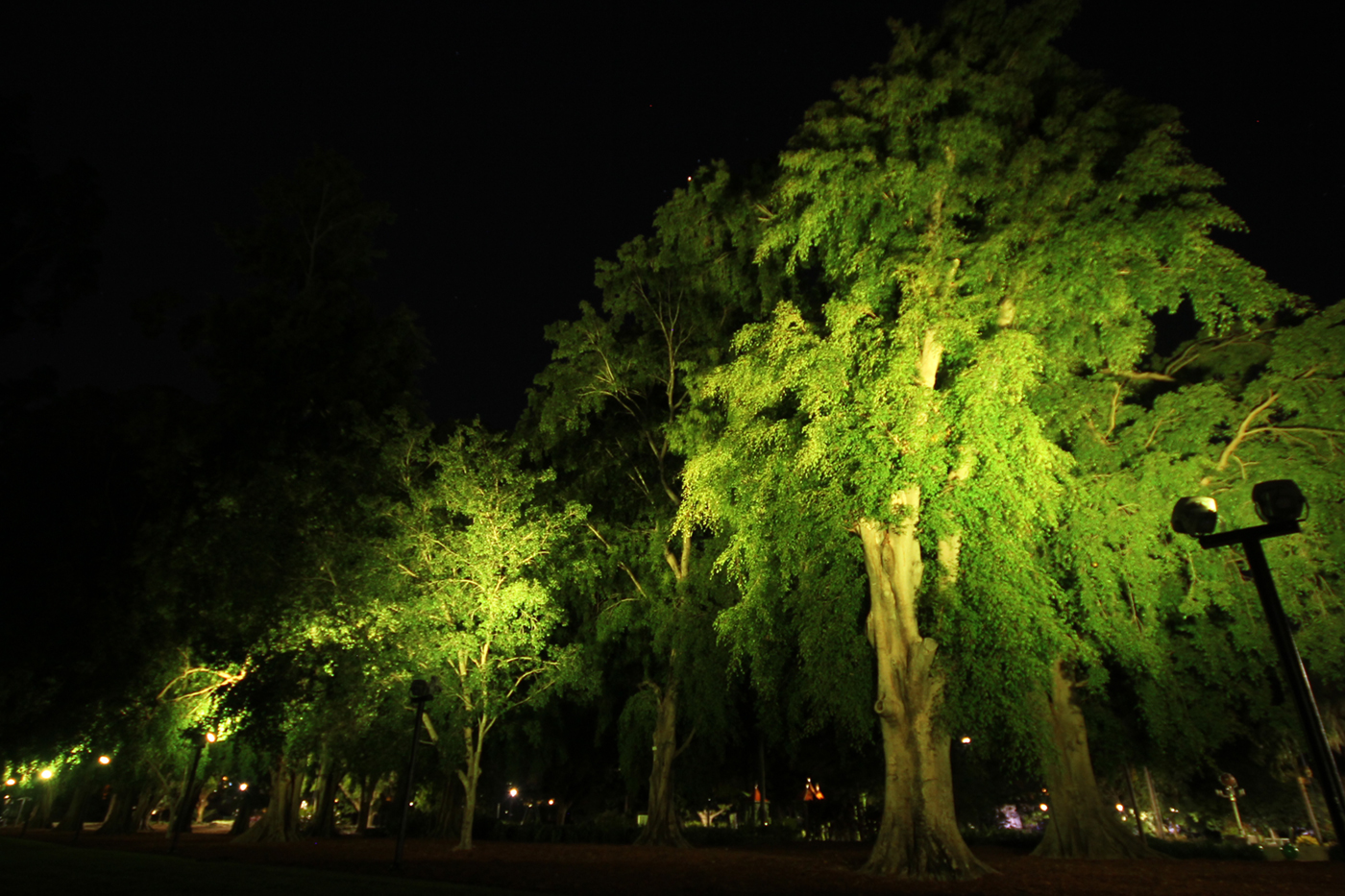 City Botanical Gardens Outdoor LED Tree Illumination